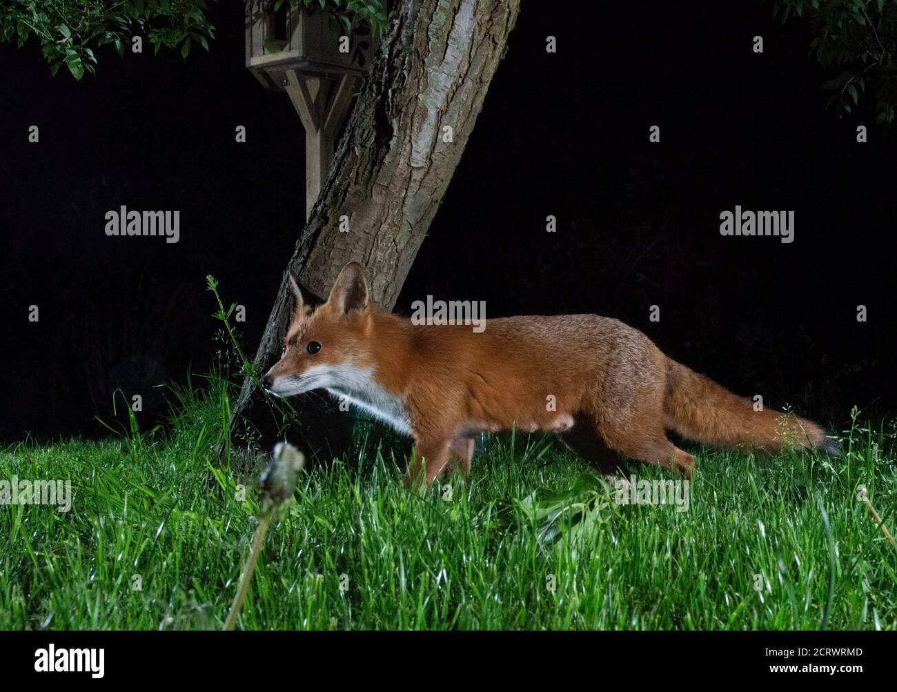 Fox at night, lactating vixen out searching for food Stock Photo