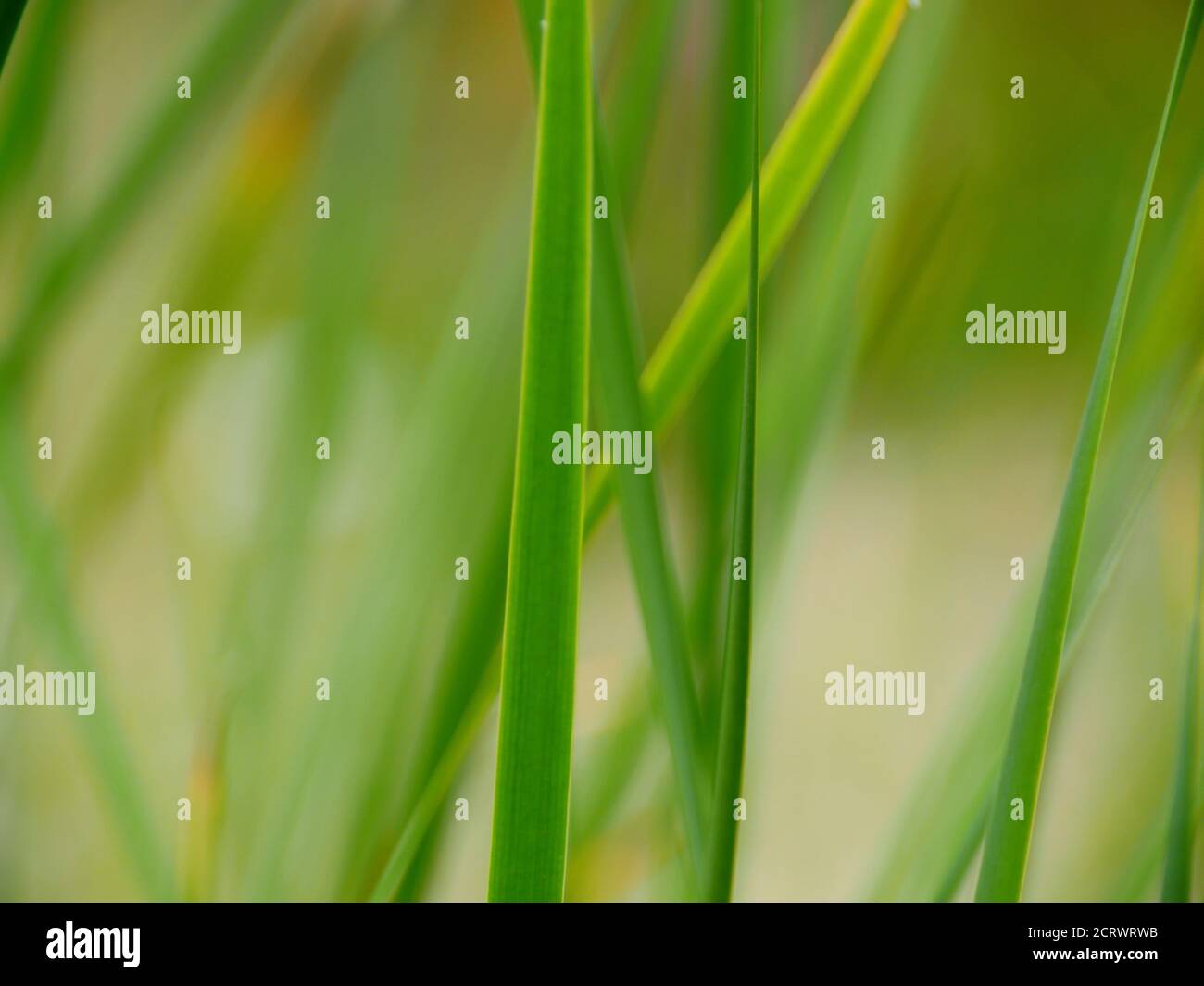 Purity concept hi-res stock photography and images - Alamy