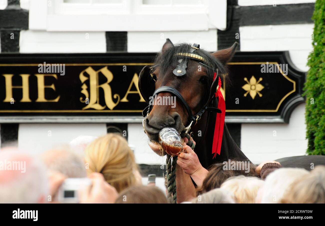 Traditional Shire Horses High Resolution Stock Photography and Images