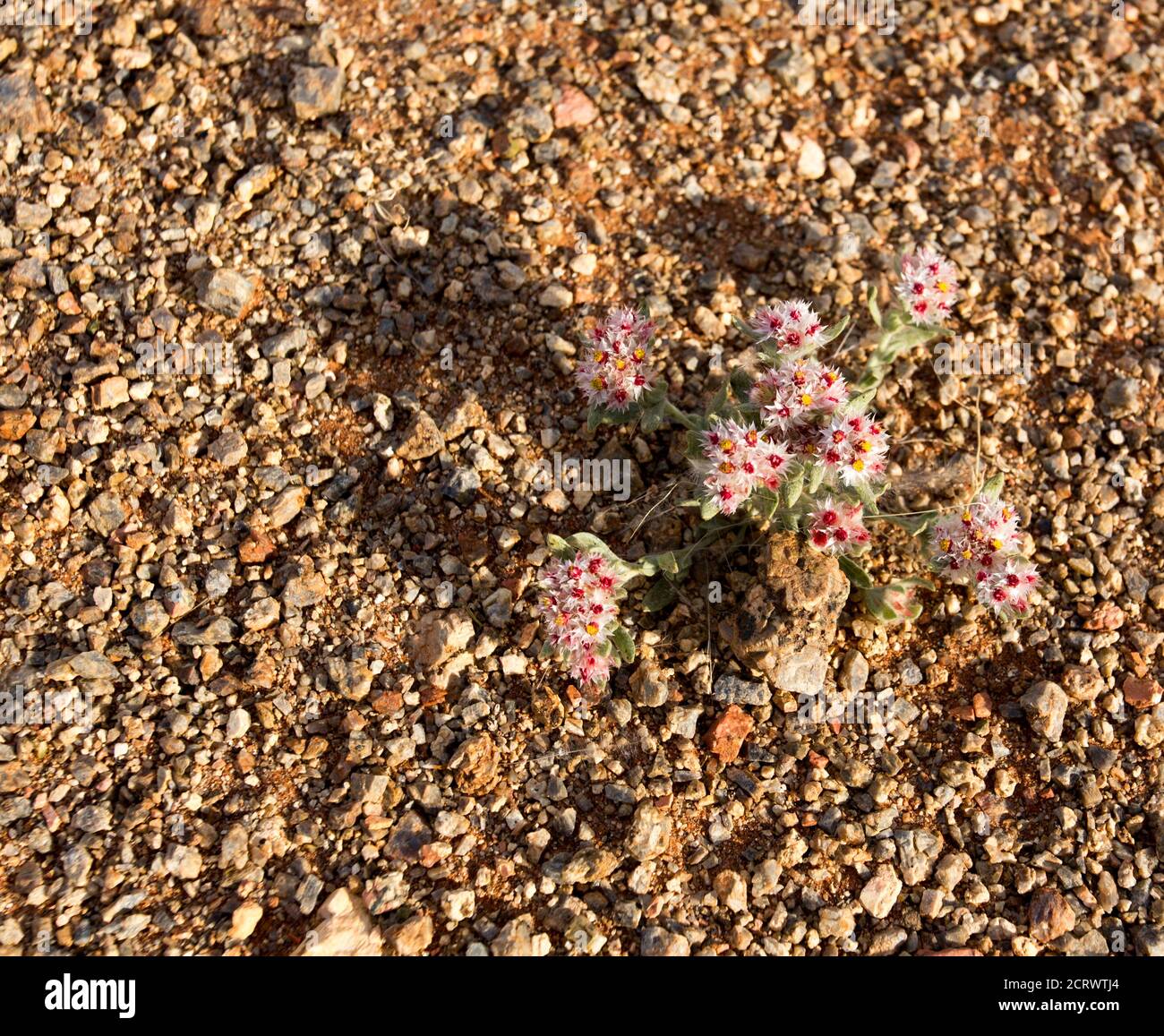 A small plant with flowers in Namibia desert Stock Photo