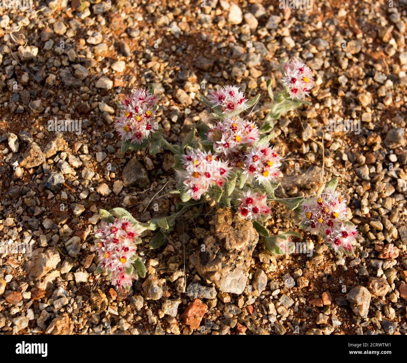 A small plant with flowers in Namibia desert Stock Photo