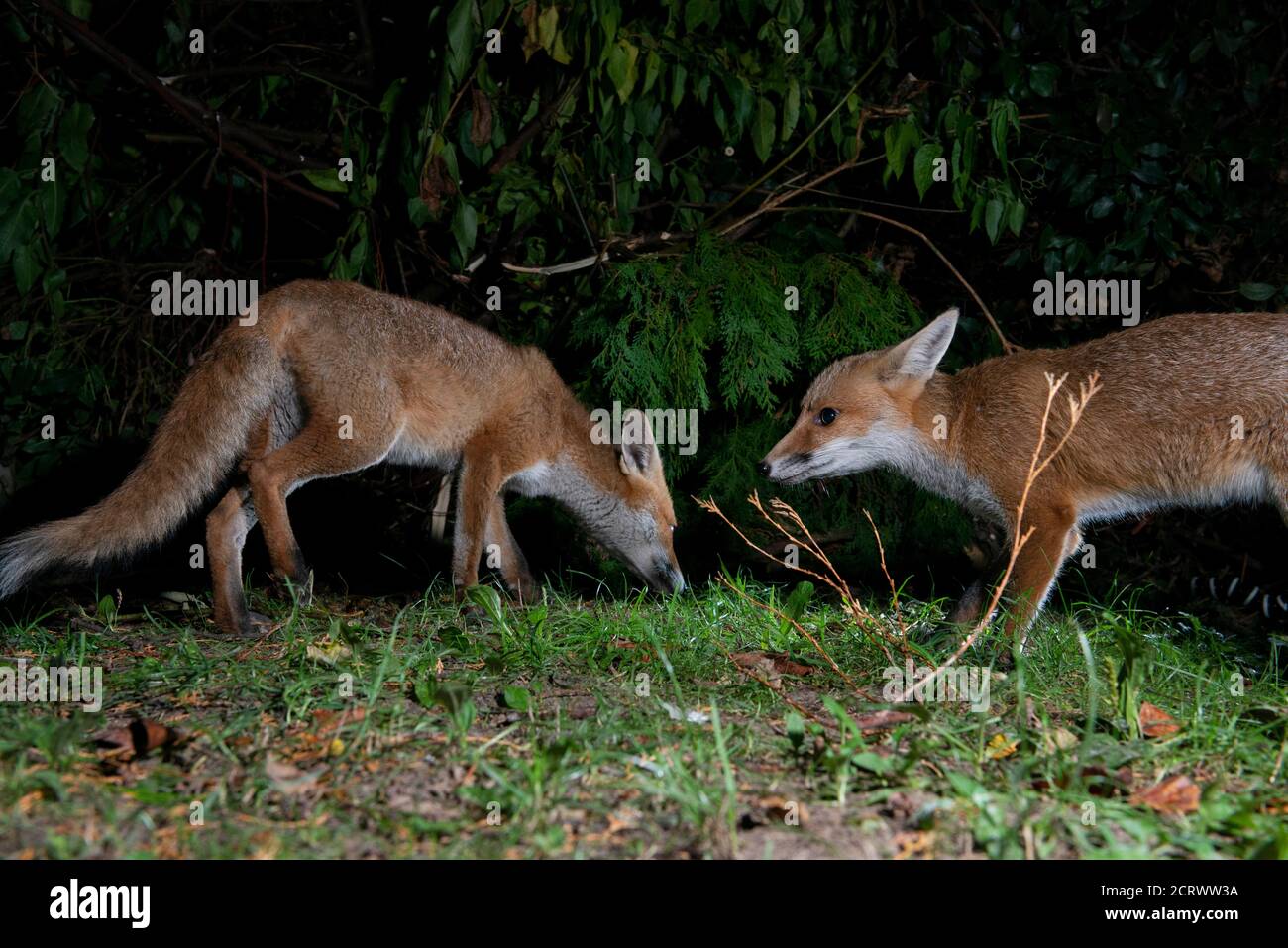 Two foxes swearing at each other, mouths open, ears back, at night in the dark Stock Photo