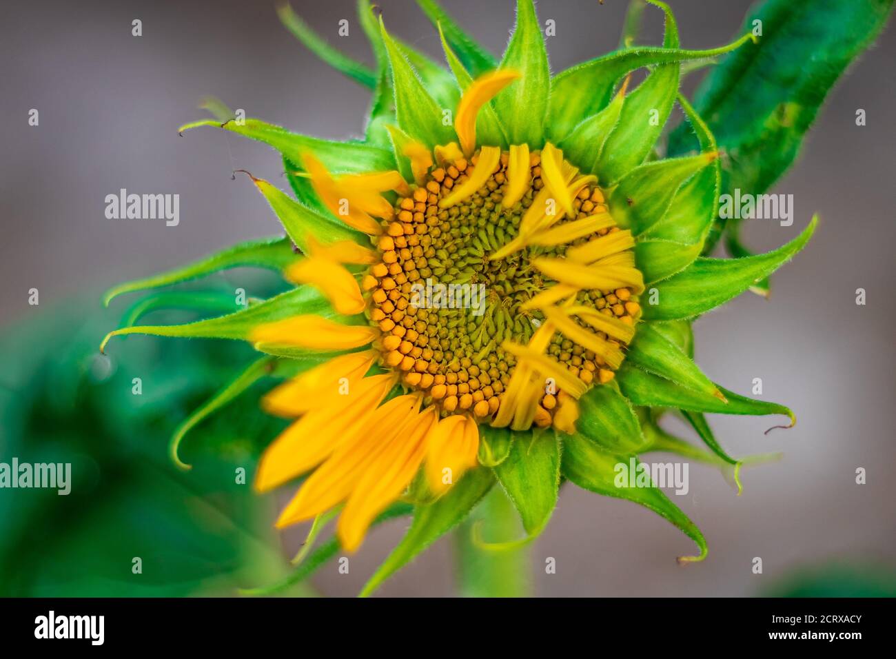 Beautiful Single Sunflower Blooming in the garden Stock Photo Alamy