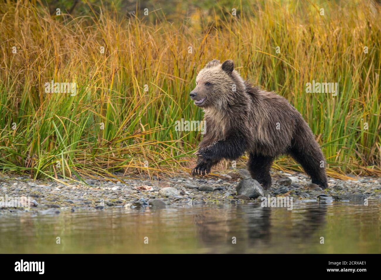 Grizzly bear (Ursus arctos)- First-year cub following mother along shore of a salmon river, Chilcotin Wilderness, BC Interior, Canada Stock Photo