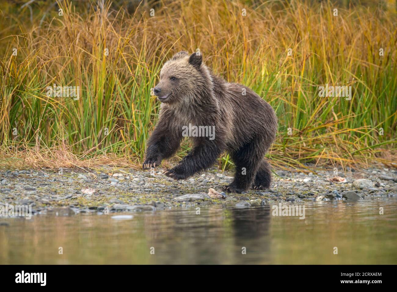 Grizzly bear (Ursus arctos)- First-year cub following mother along shore of a salmon river, Chilcotin Wilderness, BC Interior, Canada Stock Photo