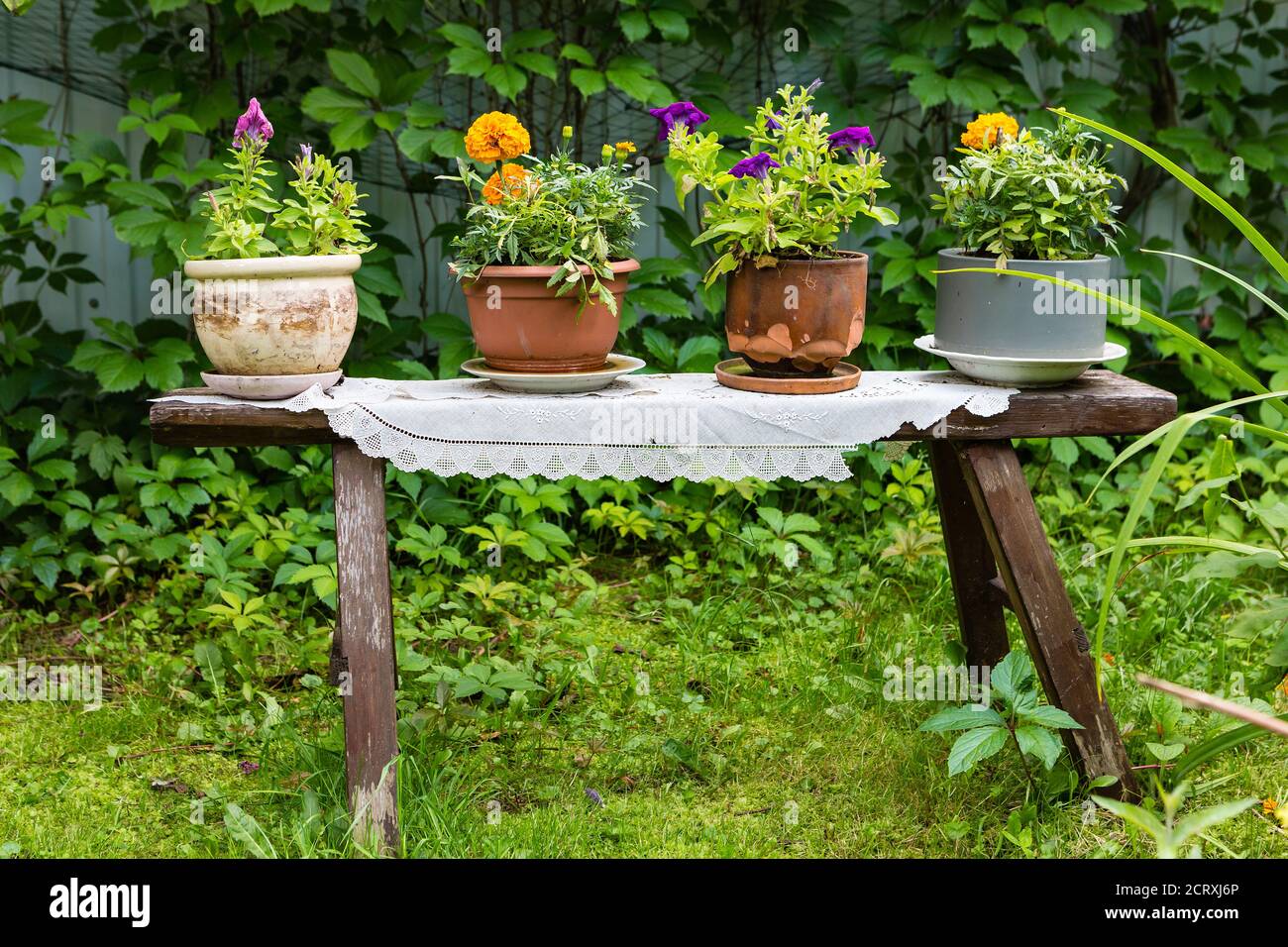 flowers in a cashto standing on a wooden bench as a decorative element of the garden Stock Photo