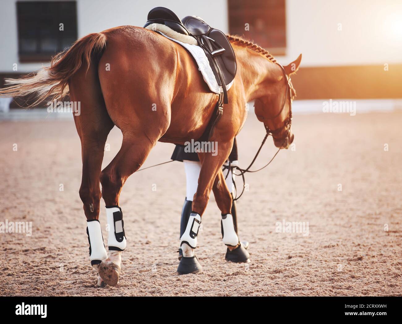 Foot Riding Away Walk Away Horse High Resolution Stock Photography and Images - Alamy