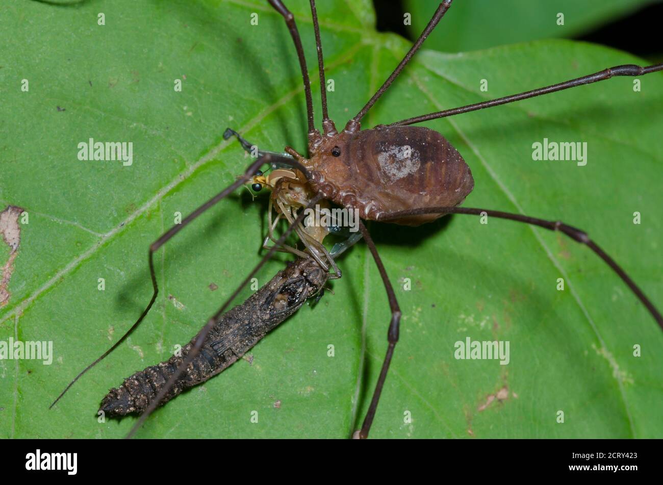 Harvestman, Order Opiliones, feeding on pupating Large Crane Fly, Family Tipulidae Stock Photo