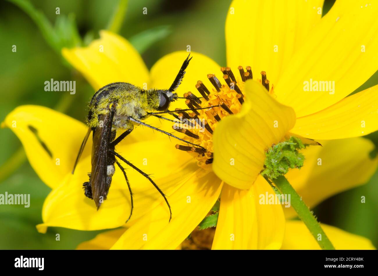 Bee Fly, Lepidophora sp., foraging on Beggarticks, Bidens sp. Stock Photo