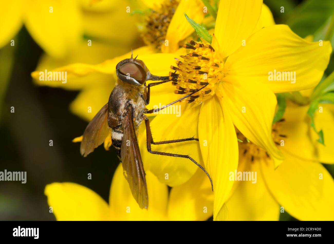 Bee Fly, Subfamily Anthracinae, foraging on Beggarticks, Bidens sp. Stock Photo