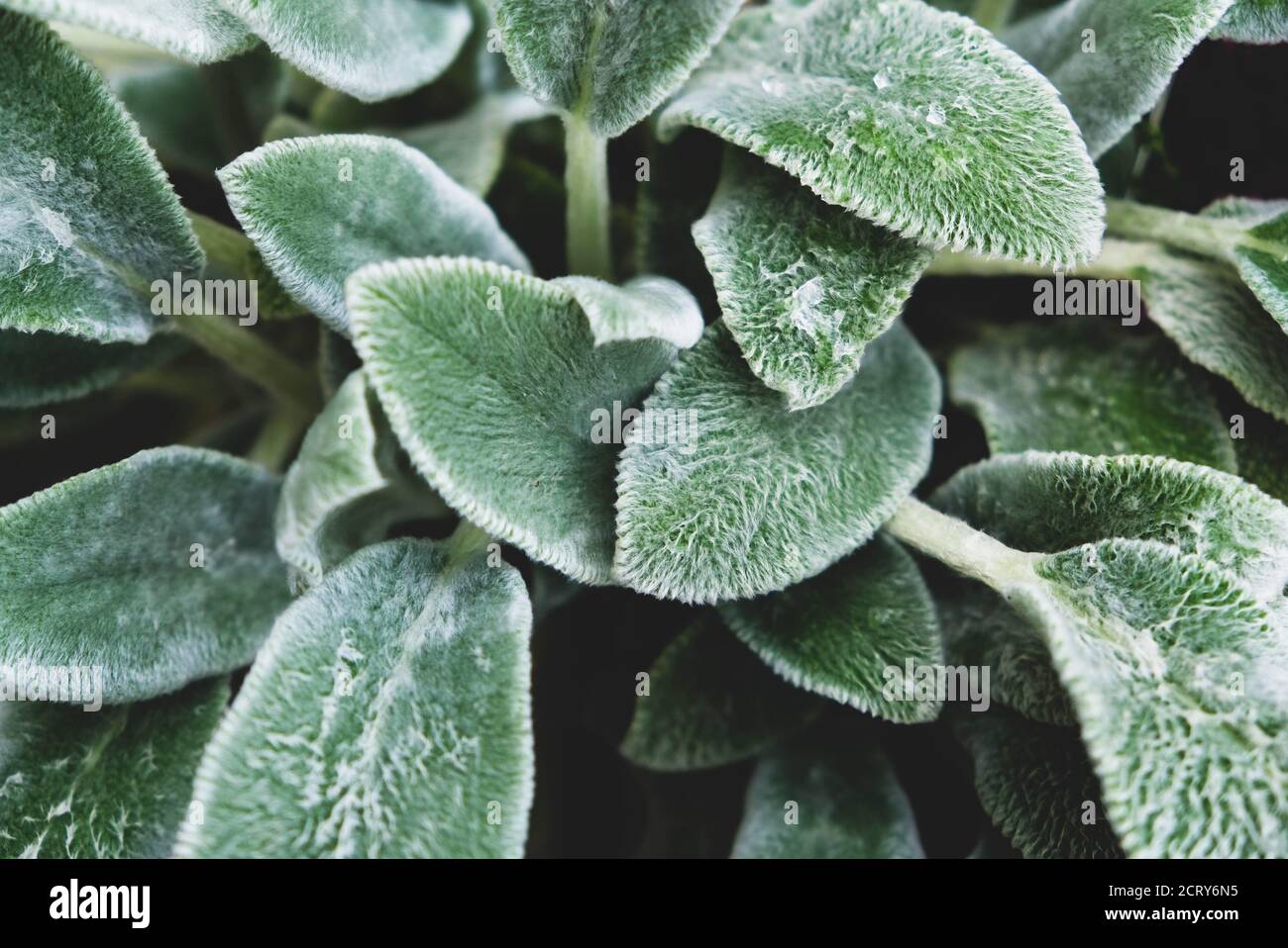 Fresh green sage leaves texture for background Stock Photo Alamy