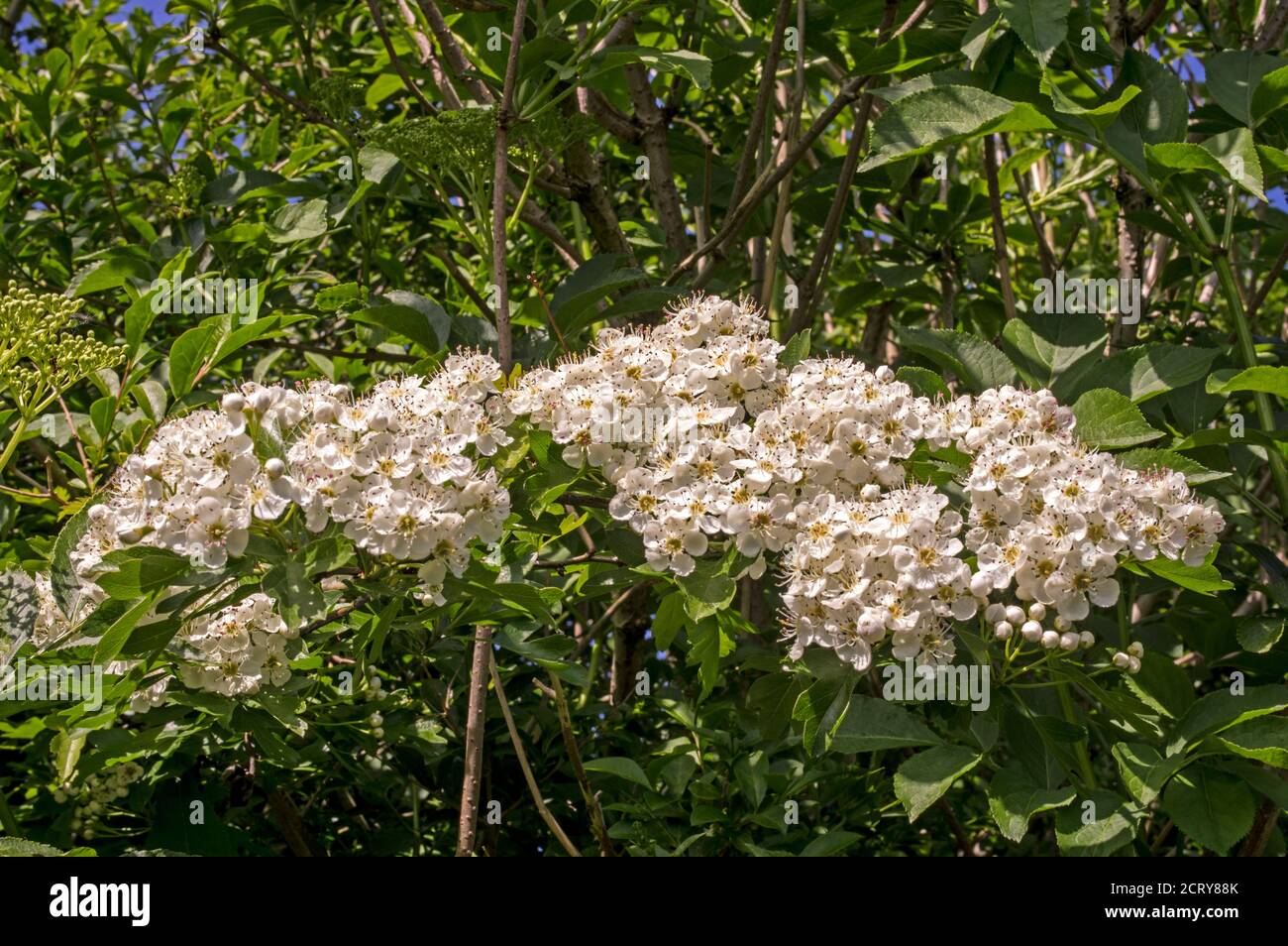 In full flower in late spring, brightening hedge rows and providing nectar for insects. Stock Photo