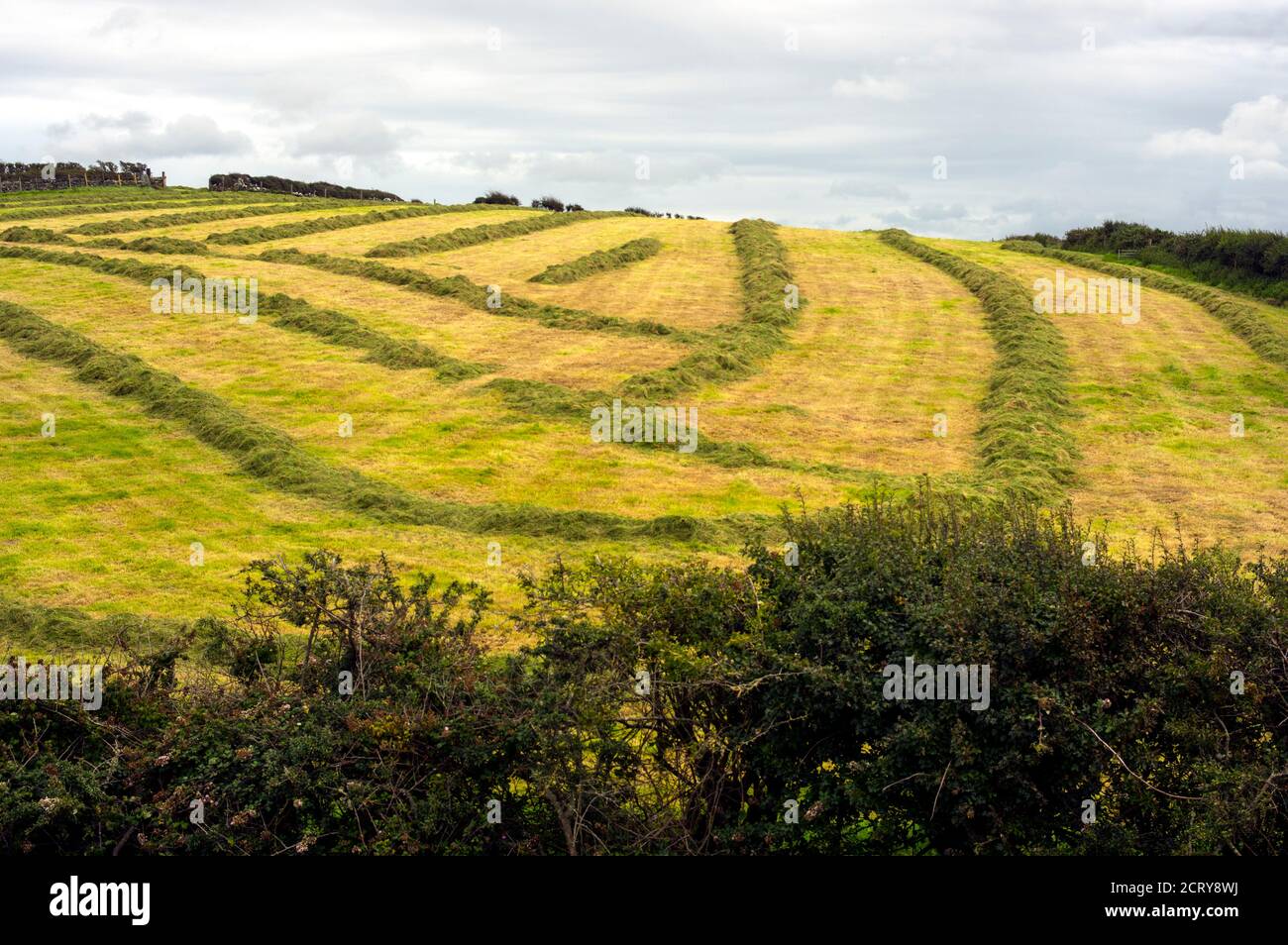 Recently mown grass, cut ready to be made in to big bale sileage. Stock Photo