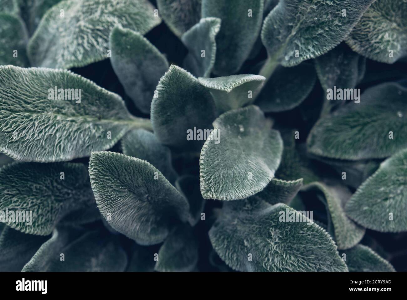 Fresh green sage leaves texture for background Stock Photo Alamy