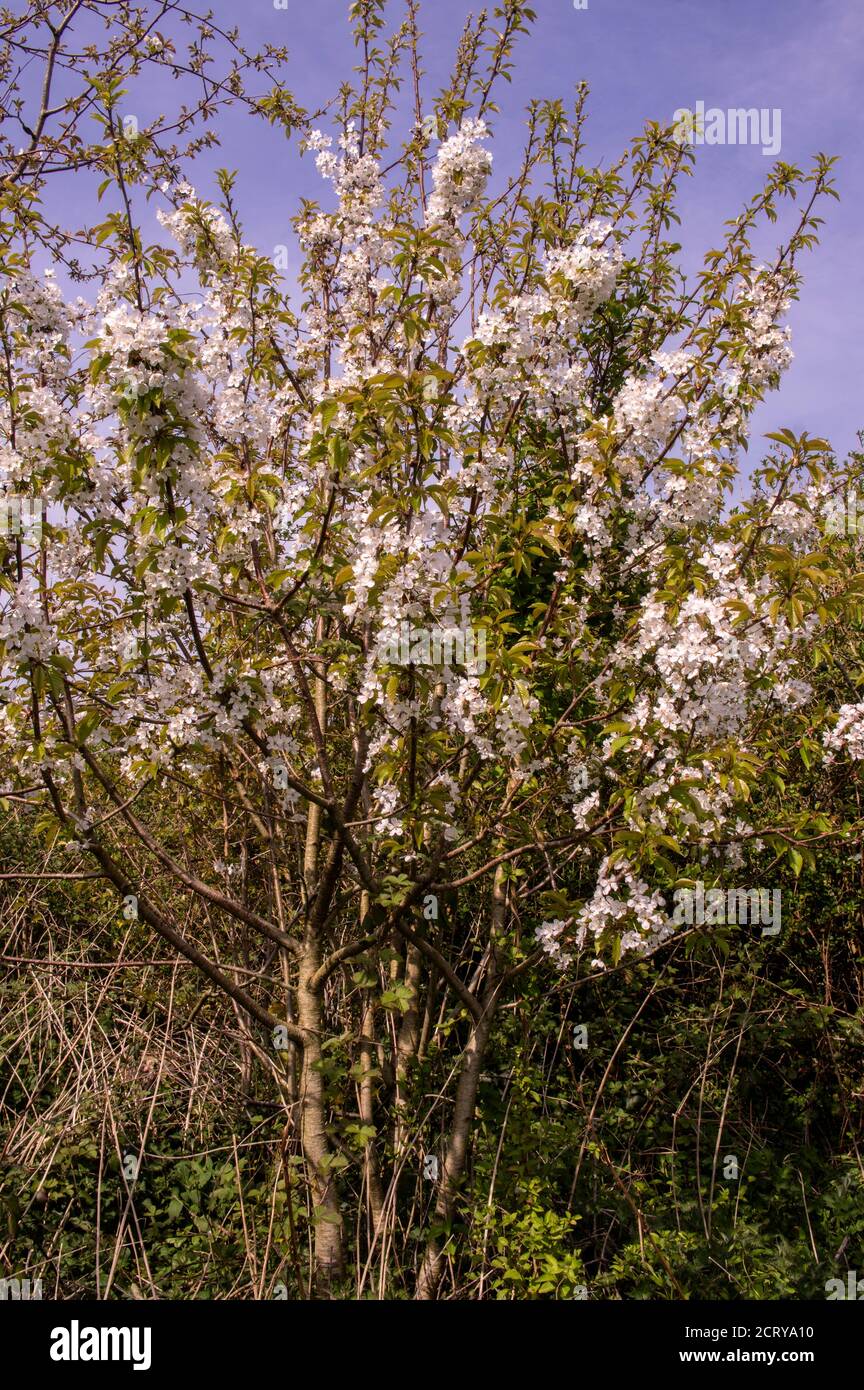 A large woodland tree with early blossom, a welcome fower for pollinators. Stock Photo