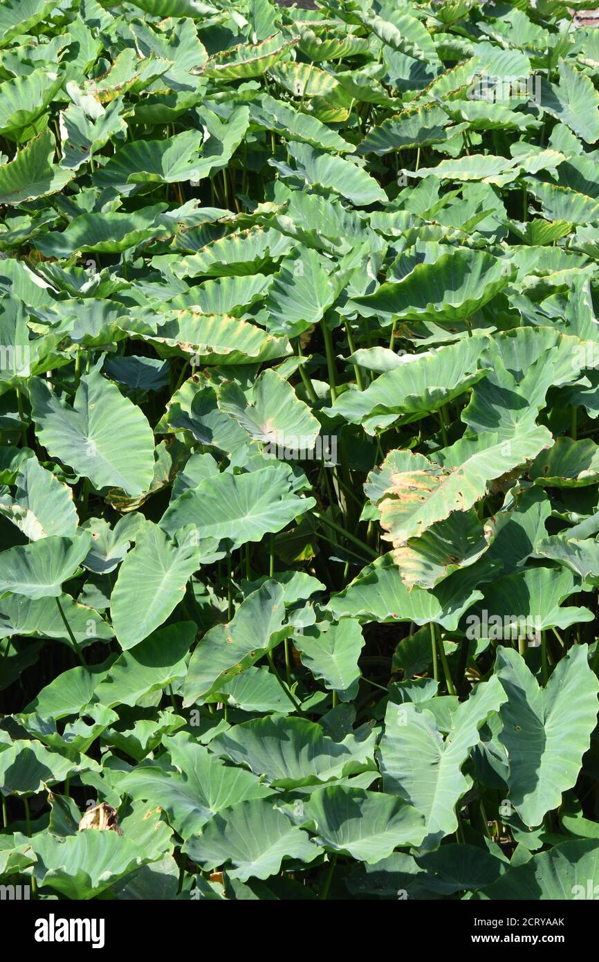 Taro (Colocasia esculenta) at Babu ghat. Kolkata, India. Stock Photo