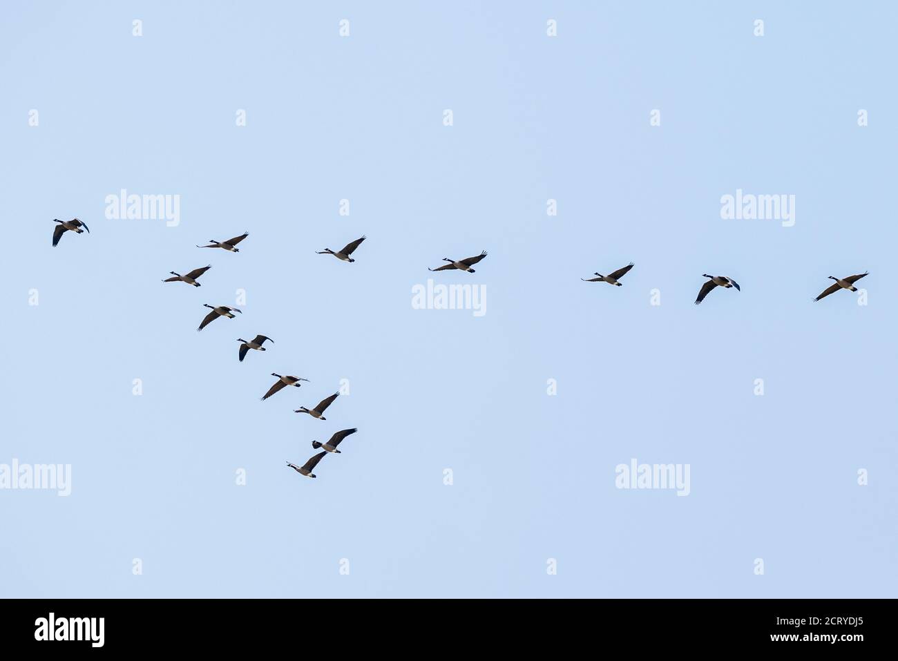 Canada Geese flying in V formation; Central Colorado; USA Stock Photo