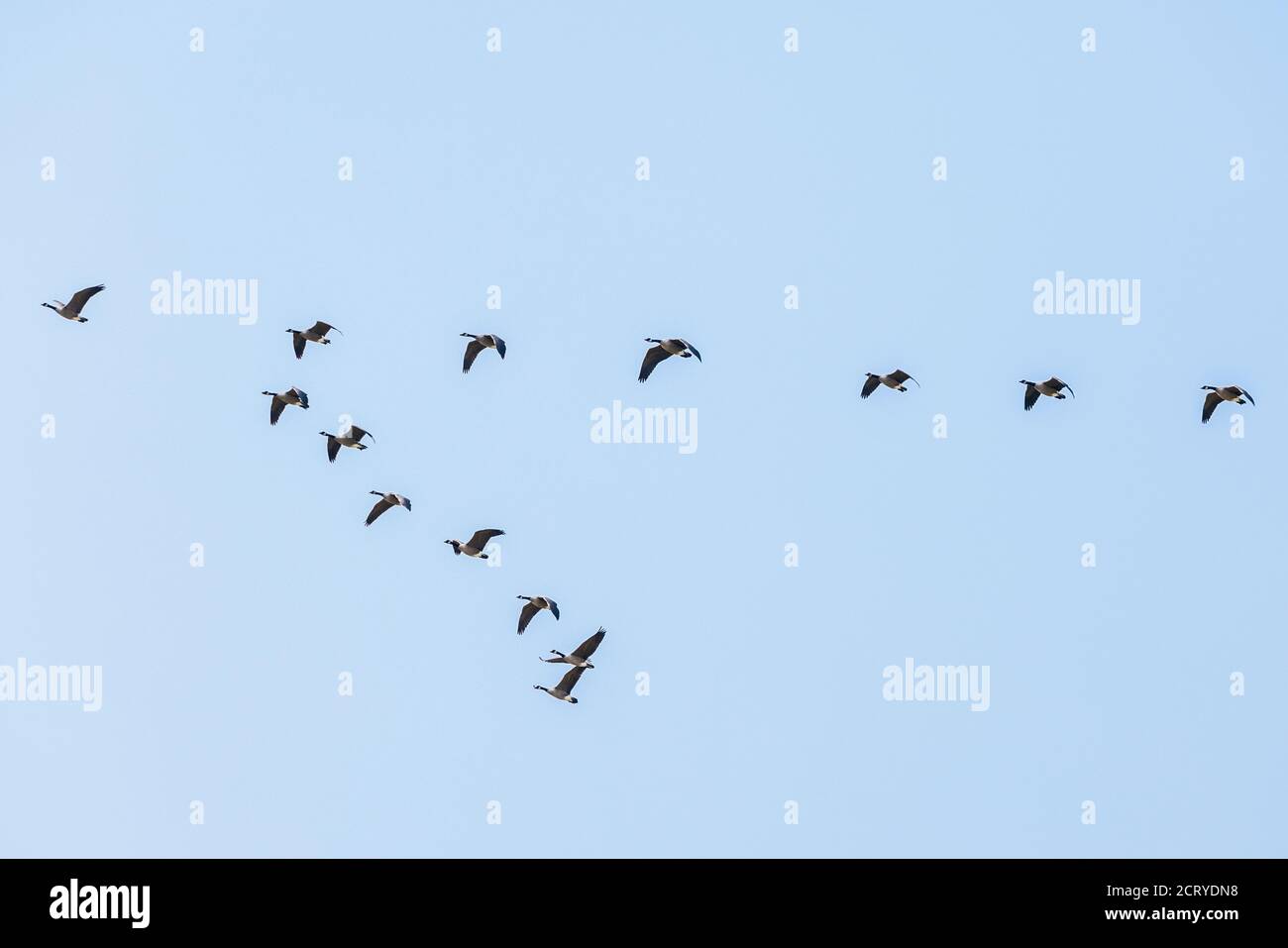 Canada Geese flying in V formation; Central Colorado; USA Stock Photo ...