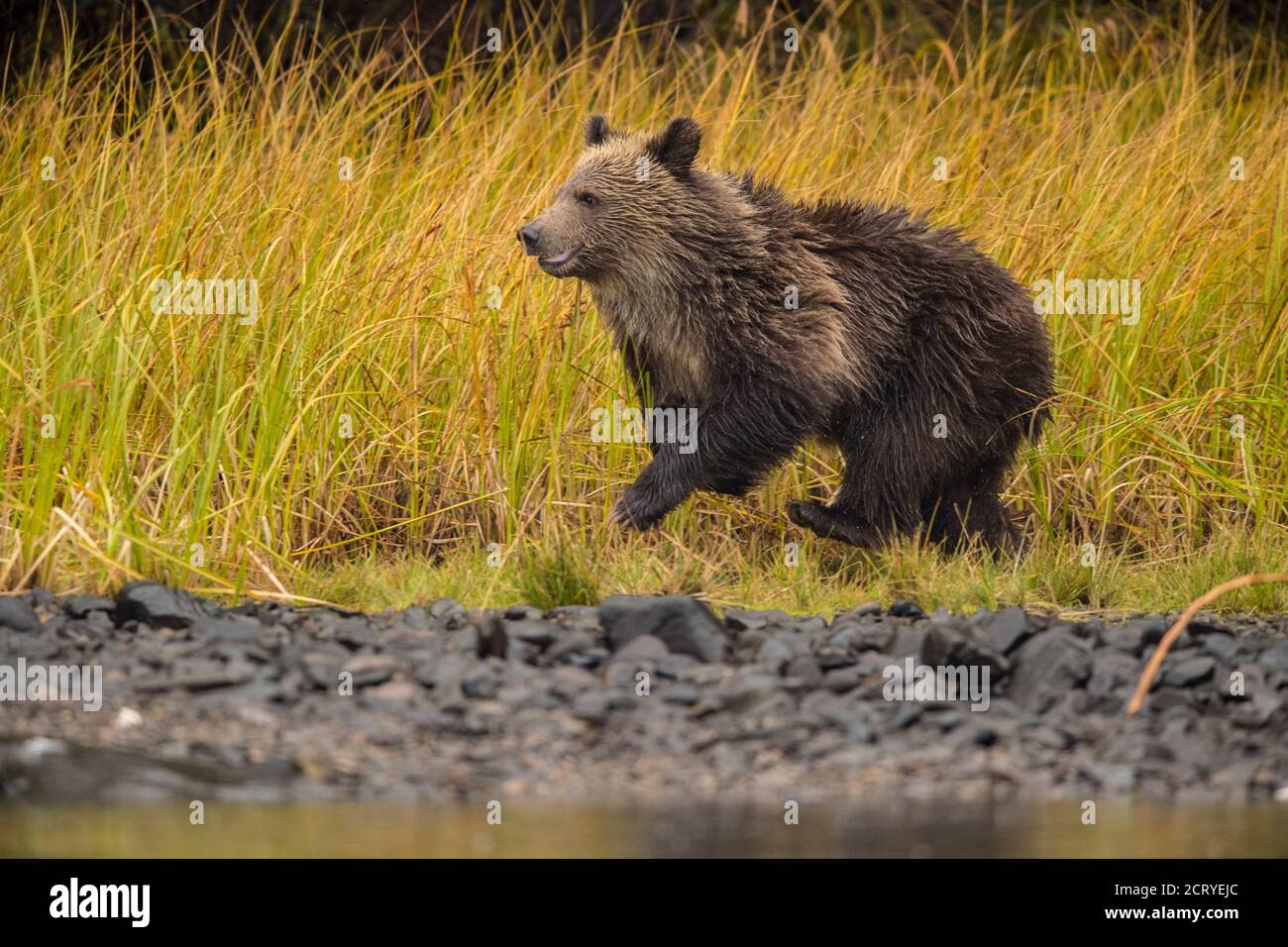 Grizzly bear (Ursus arctos) First-year cub following mother along shore of a salmon river, Chilcotin Wilderness, BC Interior, Canada Stock Photo
