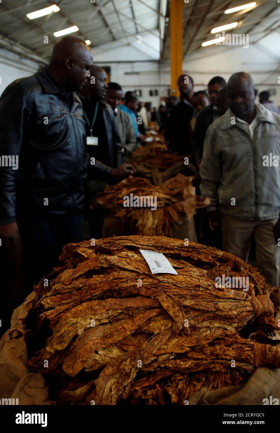Buyers bid for bails of cured tobacco at Tobacco Sales Floor (TSF) in Harare, Zimbabwe, July 20, 2018. REUTERS/Philimon Bulawayo Stock Photo