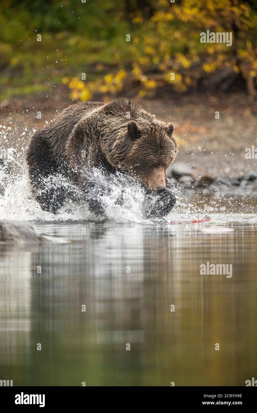 Grizzly bear (Ursus arctos)- Solitary bear attacking sockeye salmon  spawning in a salmon river, Chilcotin Wilderness, BC Interior, Canada Stock  Photo - Alamy