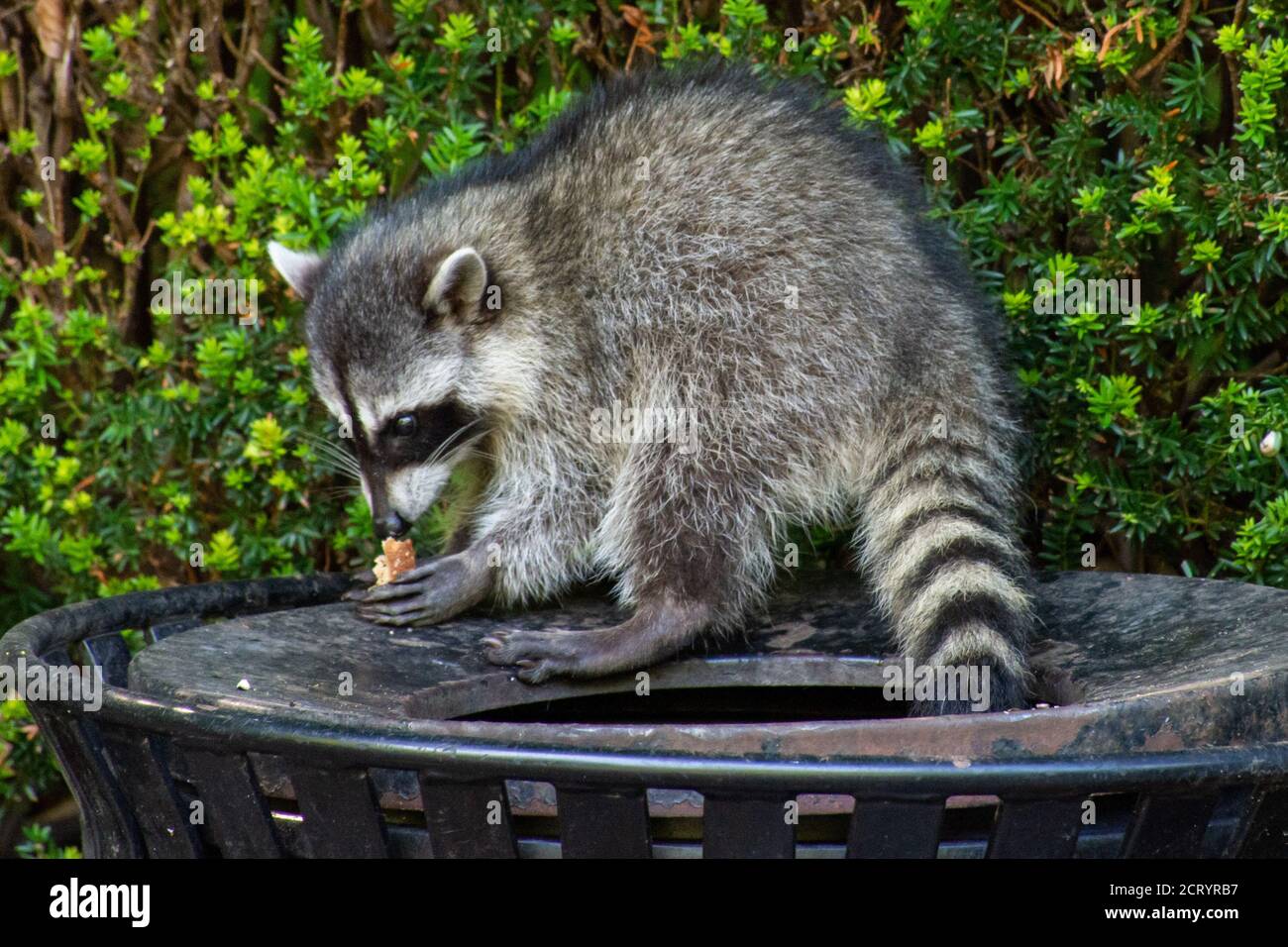 Raccoon garbage can hires stock photography and images Alamy