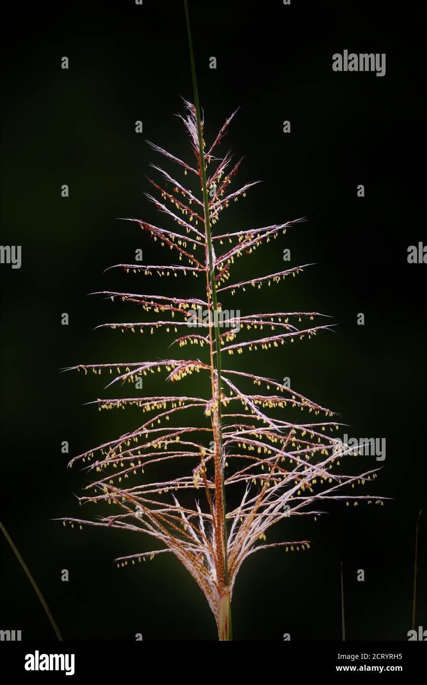 Tall grass vector hi-res stock photography and images - Alamy