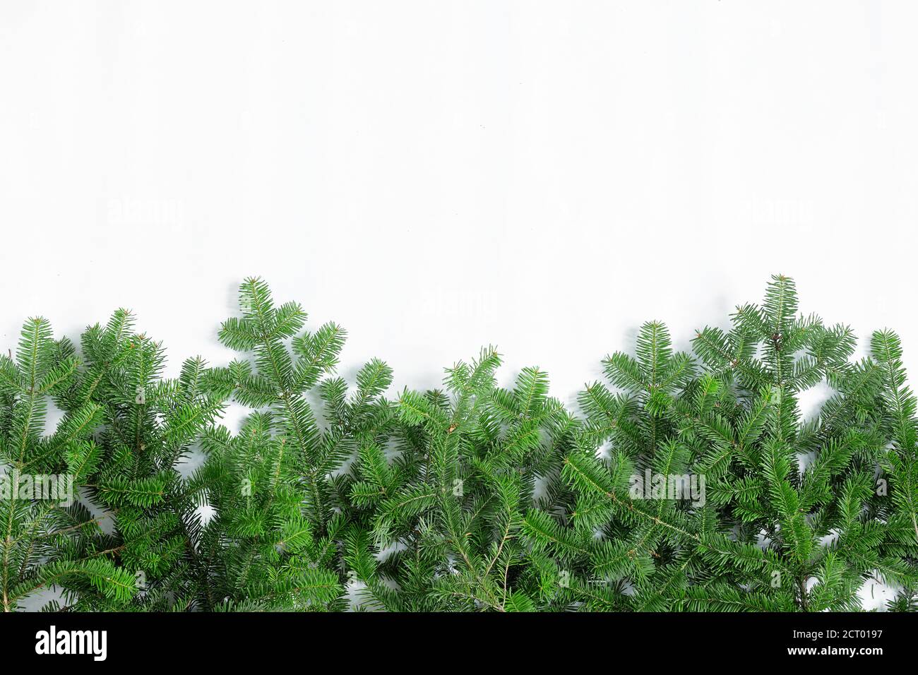 Branches of a green Christmas tree on a white background Stock Photo ...