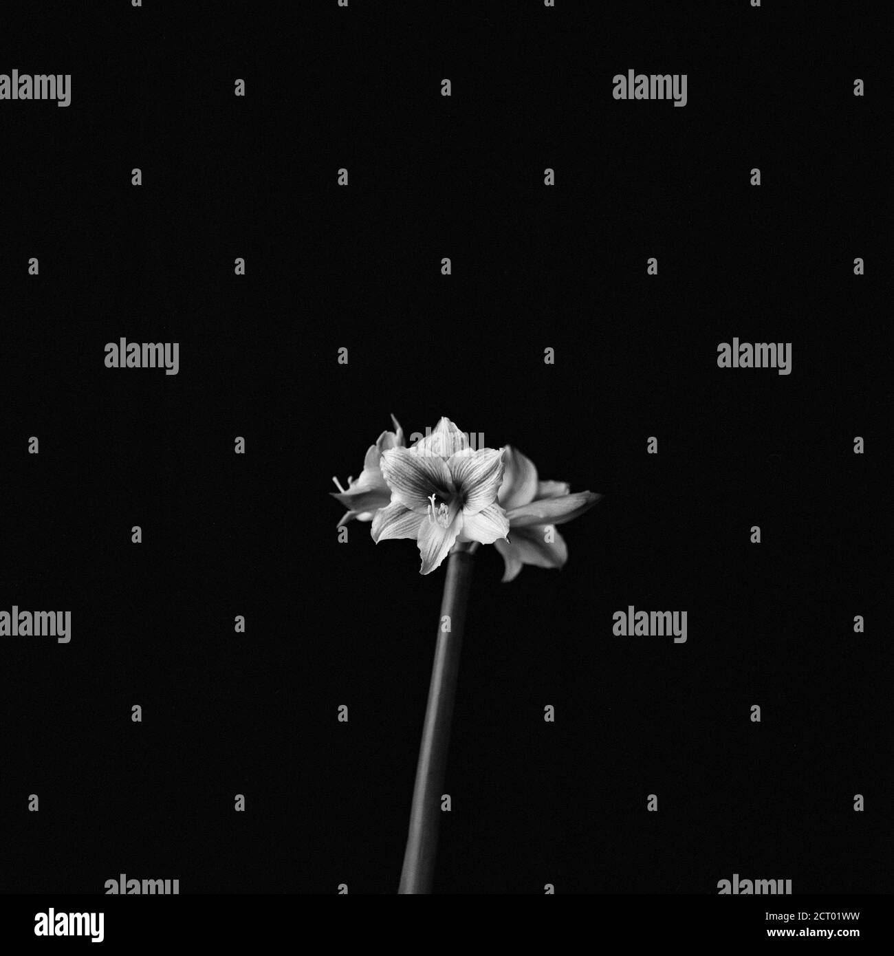 Free Monochrome Daisy Field Image - Daisies, Blackandwhite, Flowers |  Download at StockCake, image size:1300x1390