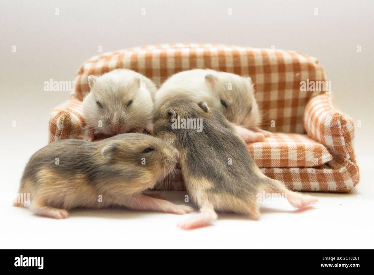 Cute Baby Hamster Pictures