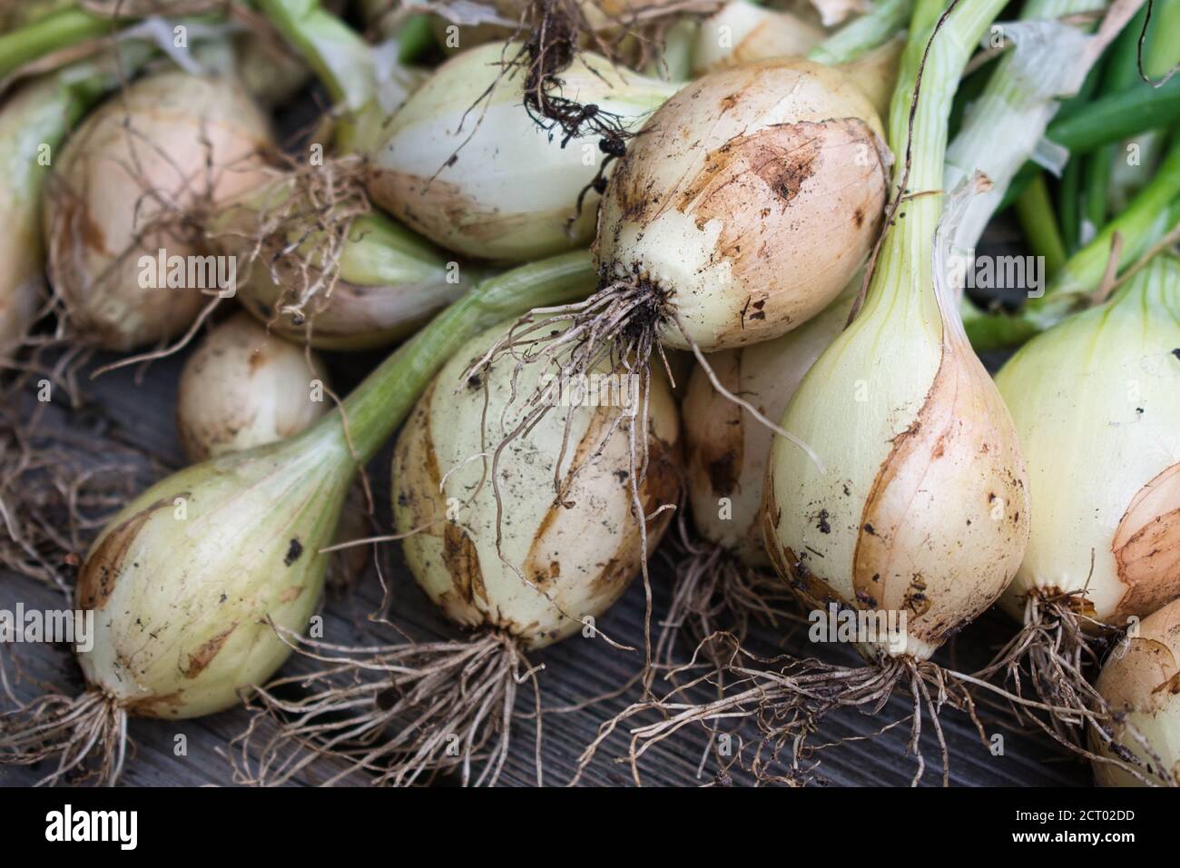 Raw white onions hi-res stock photography and images - Alamy