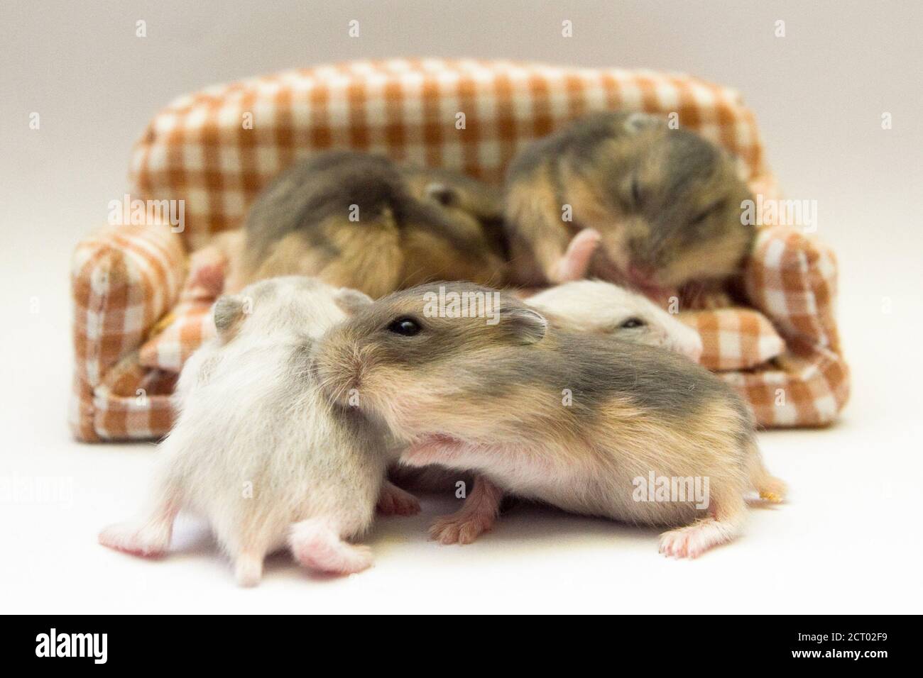 Newborn hamster hi-res stock photography and images - Alamy