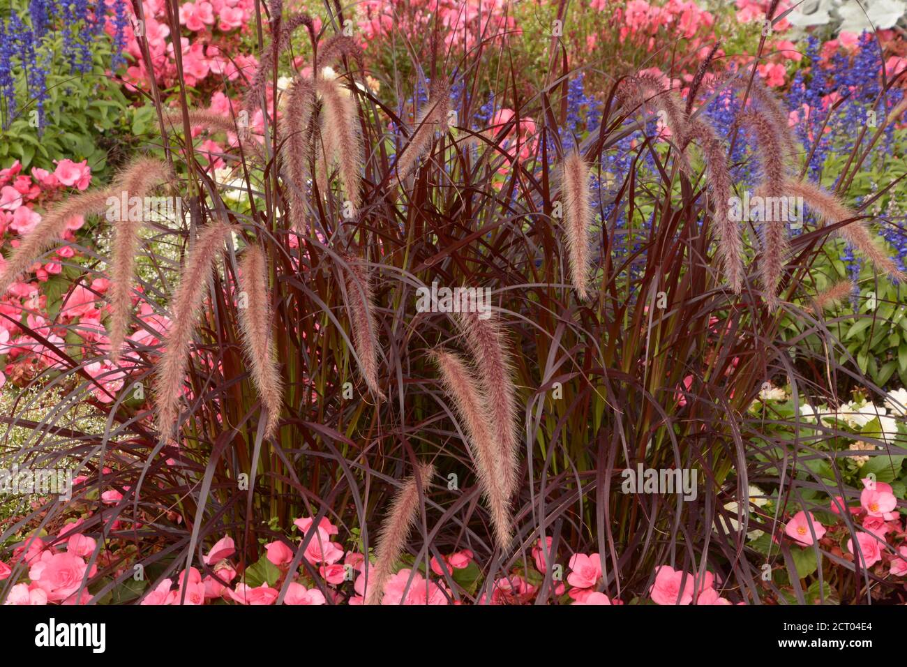 crimson or african fountaingrass as a summer flower background Stock Photo