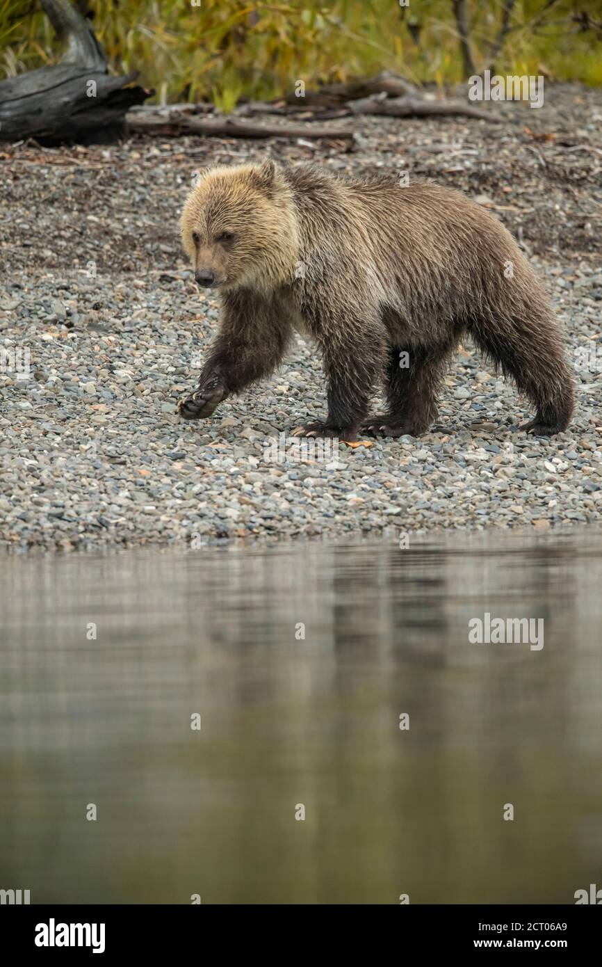 Grizzly bear (Ursus arctos) First-year cub following mother along a salmon river, Chilcotin Wilderness, BC Interior, Canada Stock Photo
