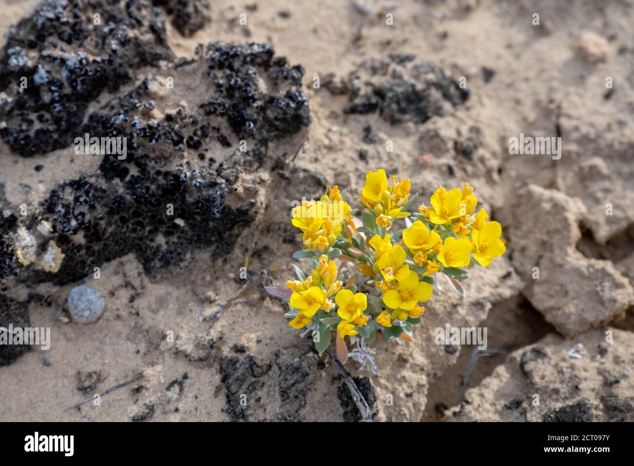 Bladderpod, (Physaria ovalifolia), and cryptobiotic crust.  Ojito Wilderness, New Mexico, USA. Stock Photo