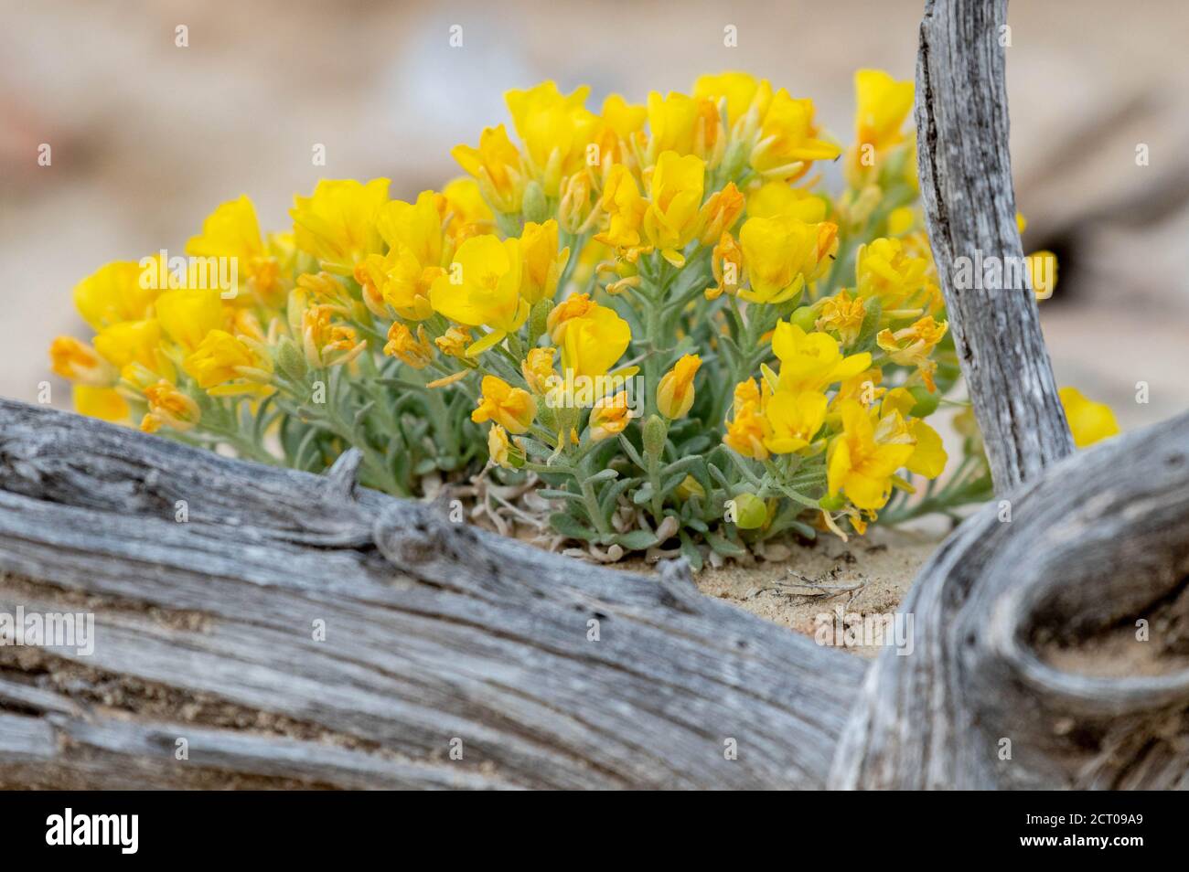 Bladderpod, (Physaria ovalifolia), and cryptobiotic crust.  Ojito Wilderness, New Mexico, USA. Stock Photo