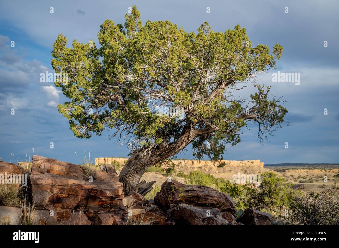 One-seed juniper, (Juniperous monosperma), Ojito Wildernses, New Mexico, USA. Stock Photo
