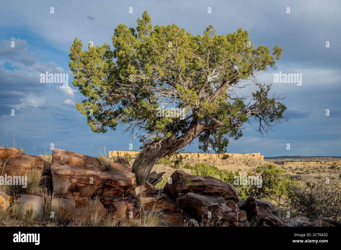 One-seed juniper, (Juniperous monosperma), Ojito Wildernses, New Mexico, USA. Stock Photo