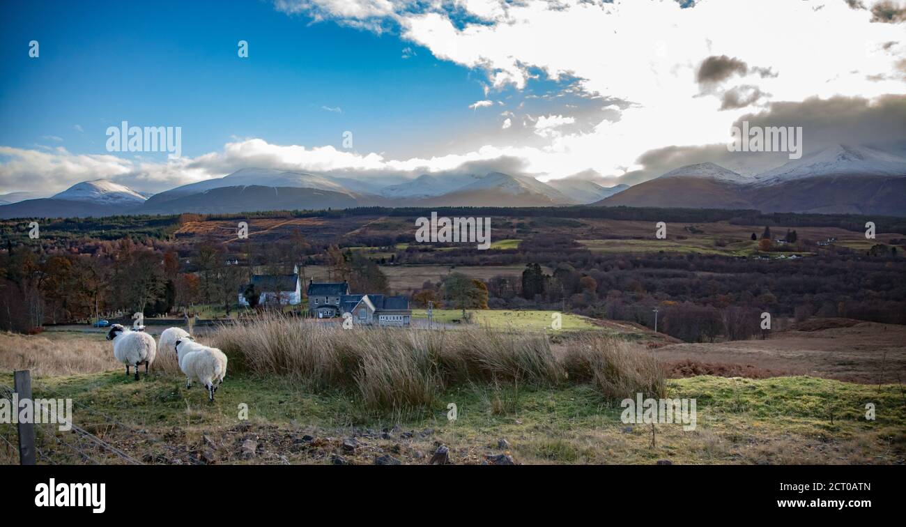 Scottish Highlands in fall. Rural view with sheep, house and mountains. Mountain peaks with snow. Blue sky with clouds. panorama view. Stock Photo