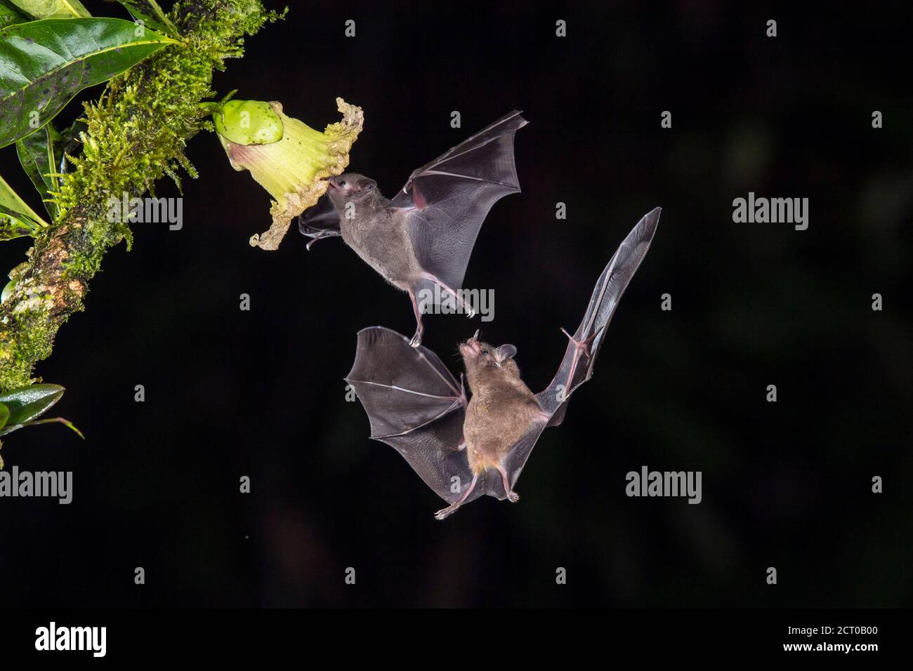 Night flying nectar feeding bats- Pallas's Long-Tongued Bat ...