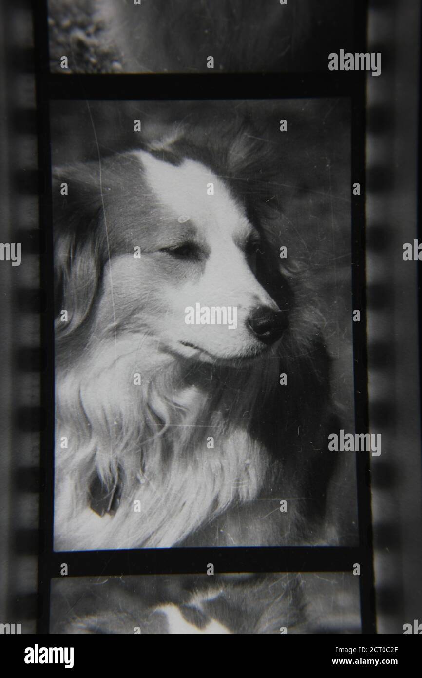 Fine 1970s vintage black and white photography portrait of a pet dog ...