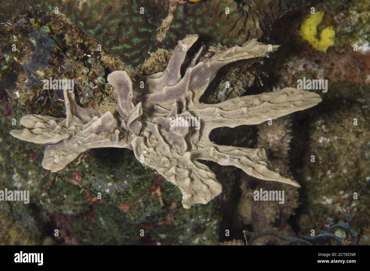Phyllospongia sp., Thorectidae, Anilao, Batangas, Philippines, Indo-pacific Ocean, Asia Stock Photo