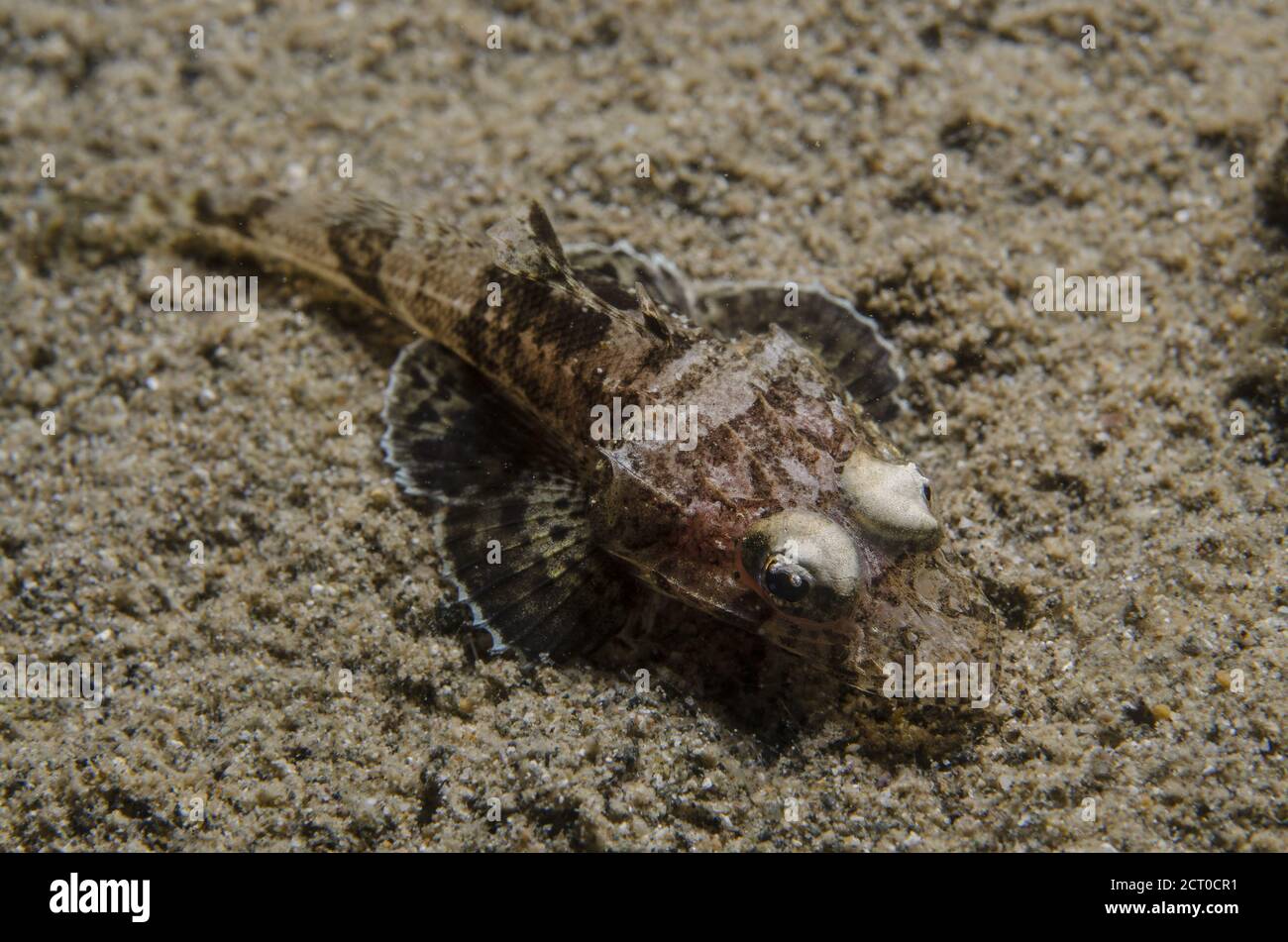 Rusty flathead, Inegocia japonica, Anilao,  Batangas, Philippines, Indo-pacific Ocean, Asia Stock Photo