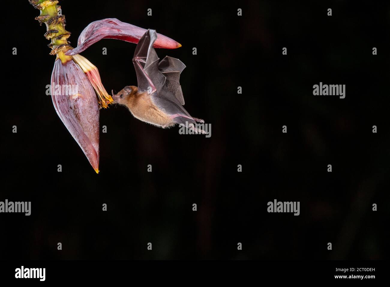 Night flying nectar feeding bats- Orange Nectar Bat (Lonchophylla robusta),  Laguna del lagarto, Alajuela, Costa Rica Stock Photo - Alamy