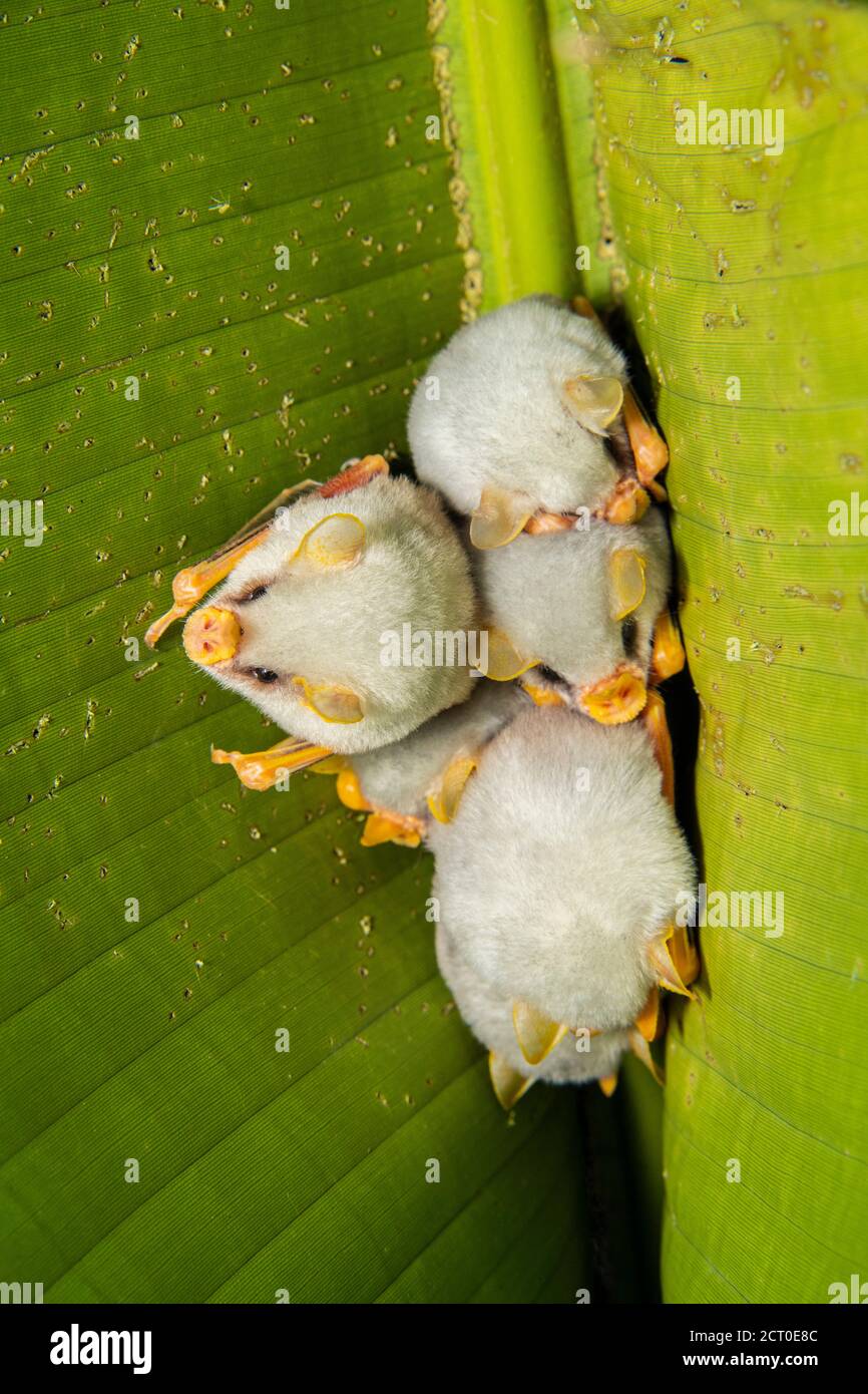 Honduran white bat, Caribbean white tent-making bat (Ectophylla alba), Guapiles, Limón, Costa Rica Stock Photo