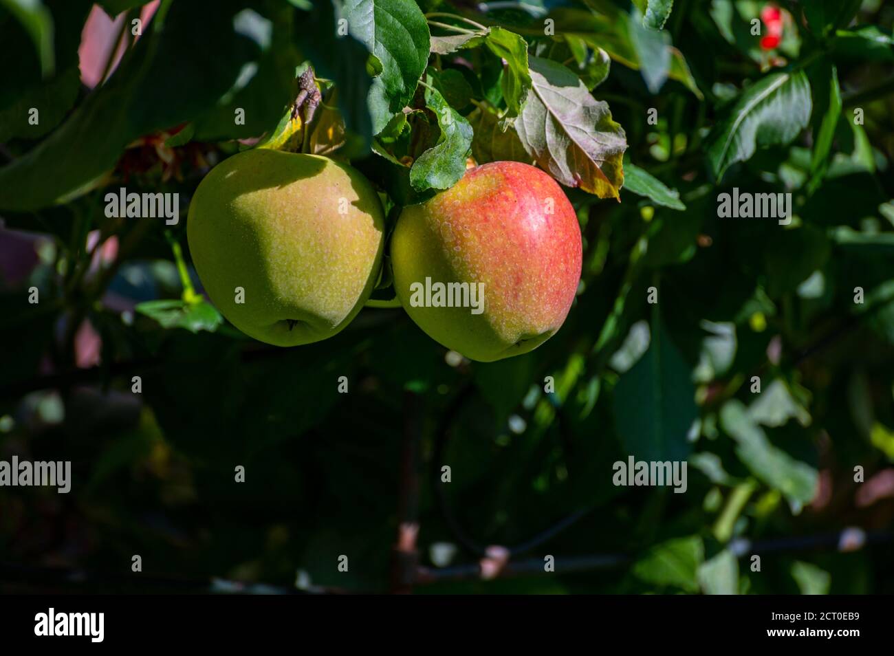 Large sweet braeburn apples ripening on tree in fruit orchard close up Stock Photo Alamy