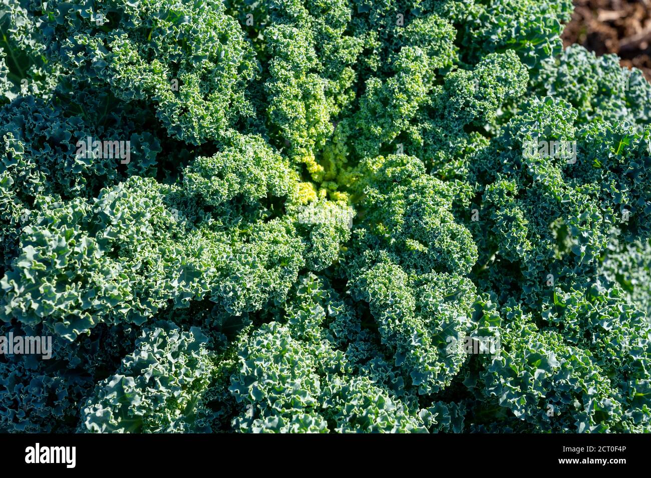 Organic green leaf curly kale cabbage growing in garden close up Stock Photo