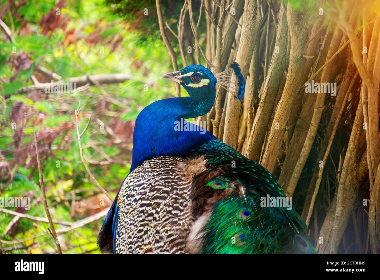 Peacock bird close up in subtropical park Stock Photo - Alamy