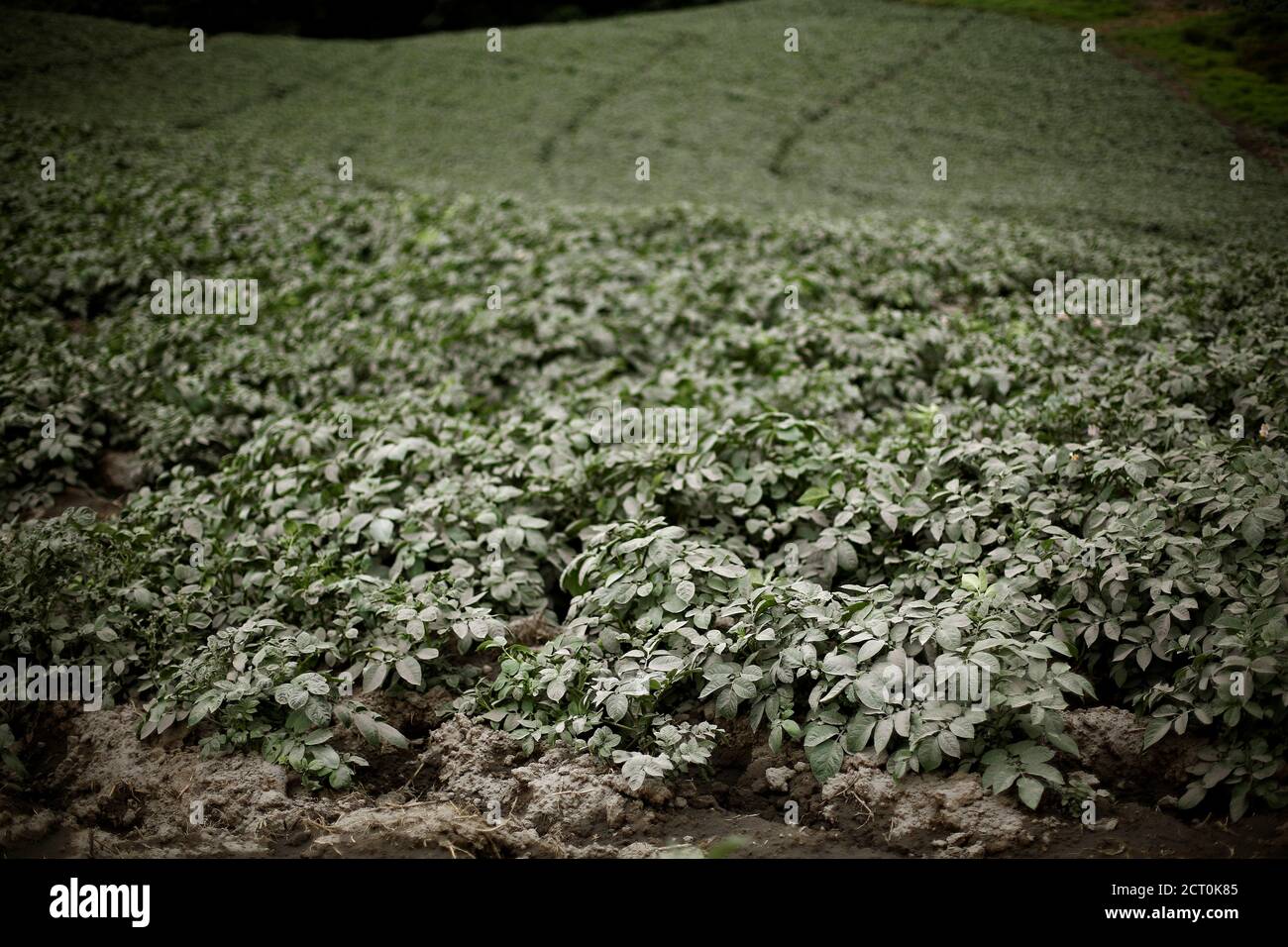 A field of potato plants is covered in volcanic ash after an eruption of the Turrialba volcano in San Gerardo de Irazu, Costa Rica September 20, 2016. REUTERS/Juan Carlos Ulate Stock Photo