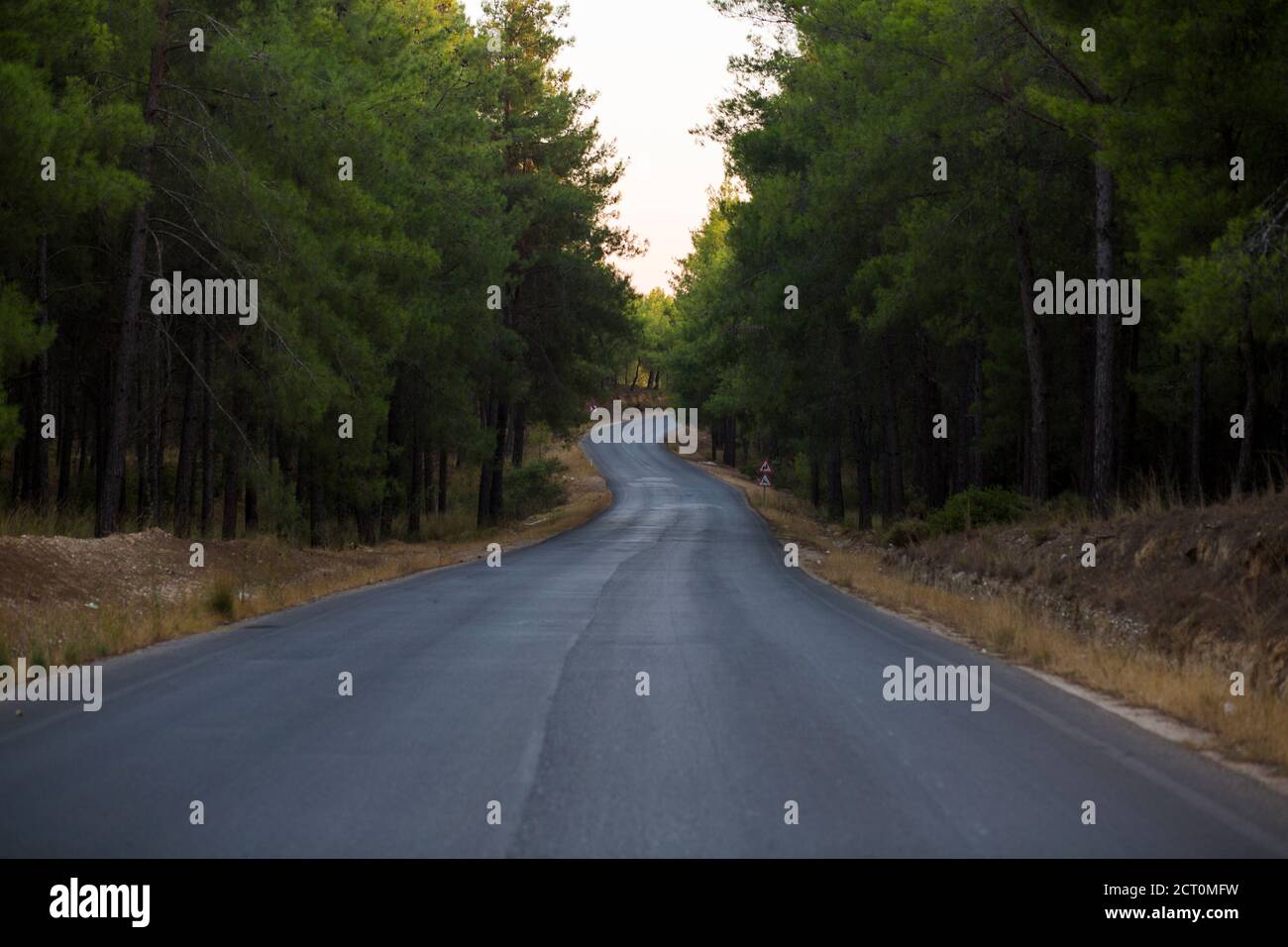 Asphalt road through green pine forest in Turkey Stock Photo - Alamy